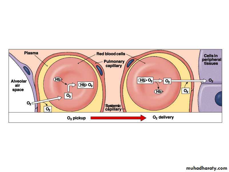 Respiratory system