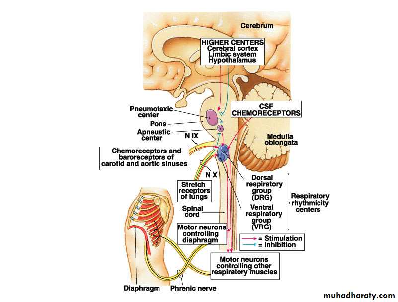 Respiratory system
