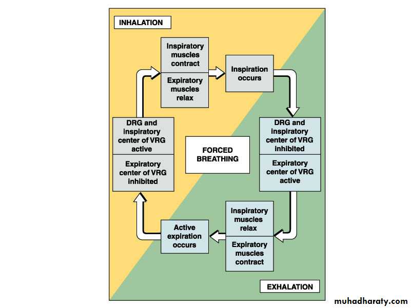 Respiratory system