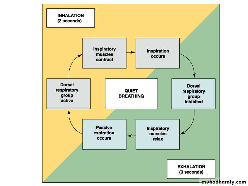 Respiratory system