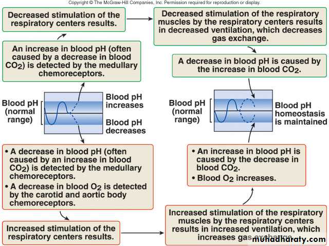 Respiratory system