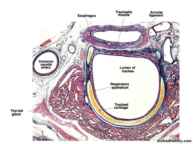 Respiratory system