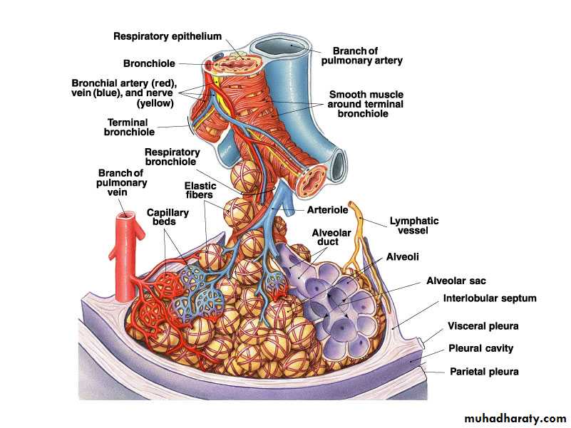 Respiratory system