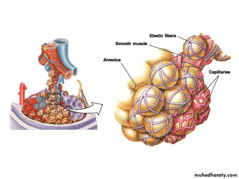 Respiratory system