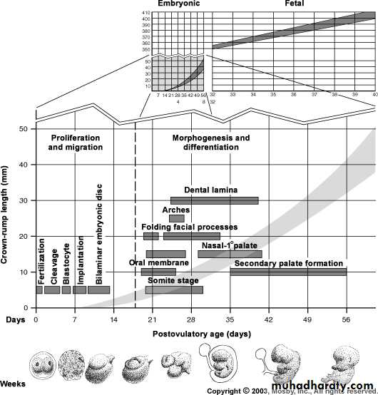 Embryology of the Head