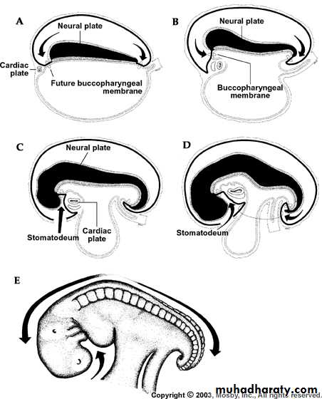 Embryology of the Head