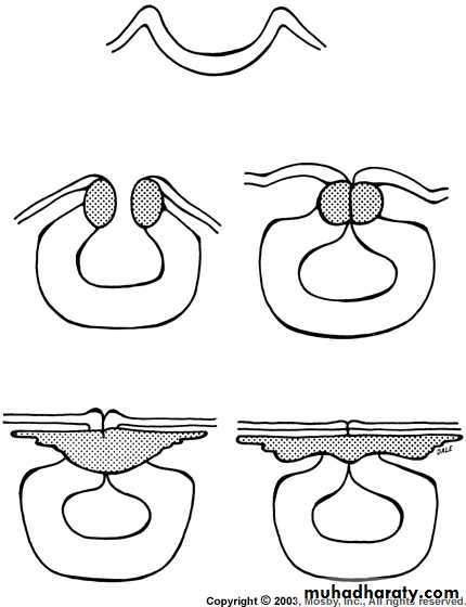 Embryology of the Head