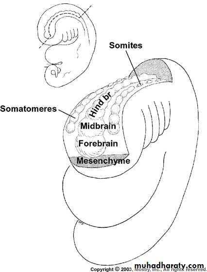 Embryology of the Head