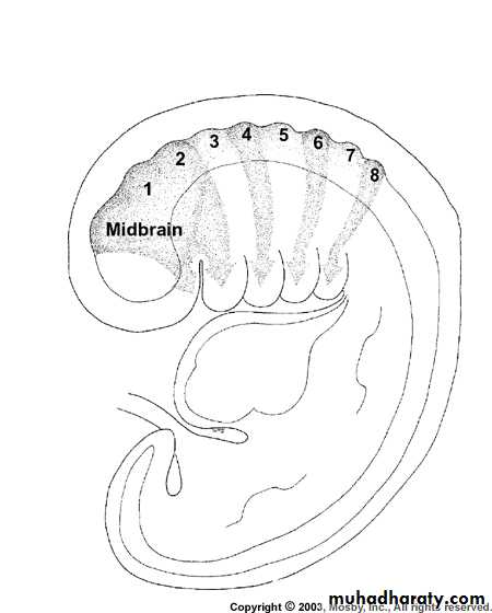 Embryology of the Head