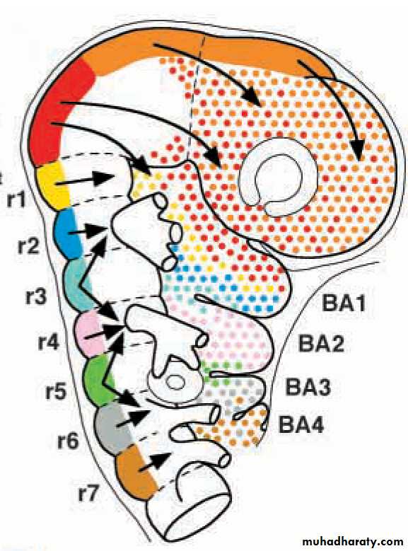 Embryology of the Head