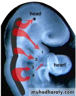 Embryology of the Head