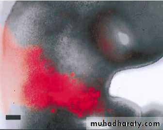 Embryology of the Head