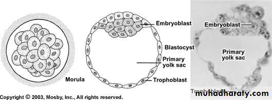 Embryology of the Head