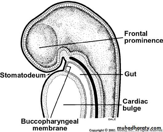 Embryology of the Head