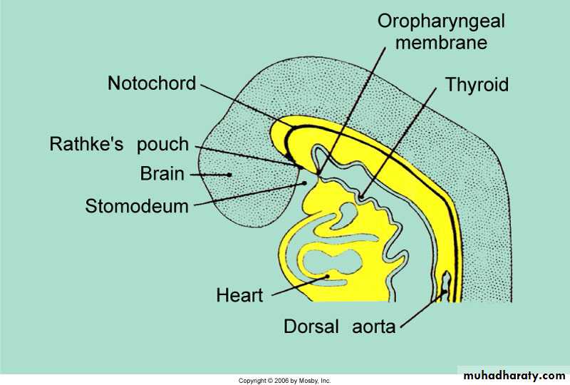 Embryology of the Head