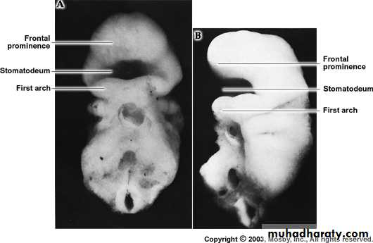 Embryology of the Head