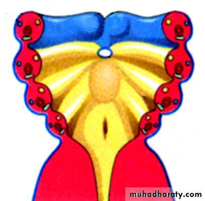 Embryology of the Head
