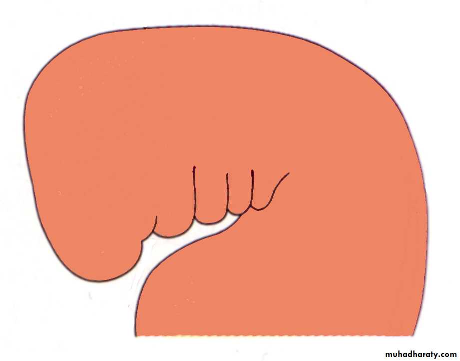Embryology of the Head
