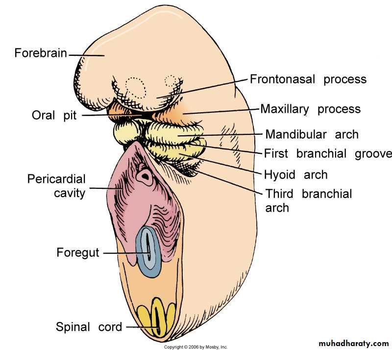 Embryology of the Head