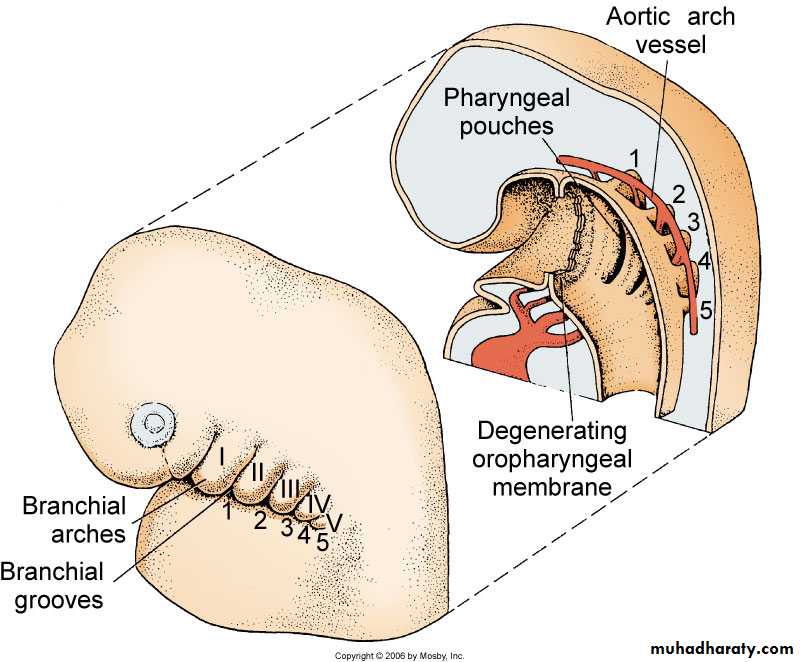 Embryology of the Head