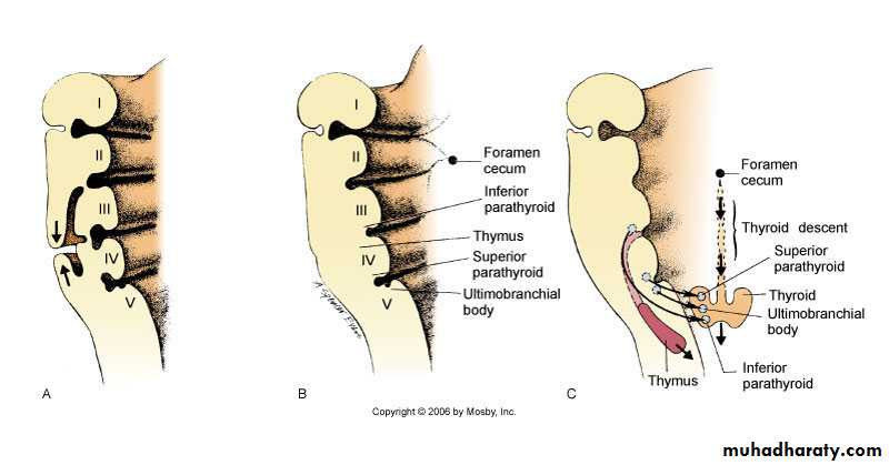Embryology of the Head