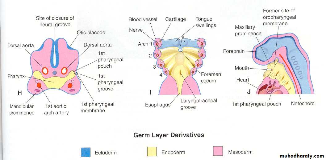 Embryology of the Head
