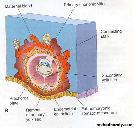 Embryology of the Head