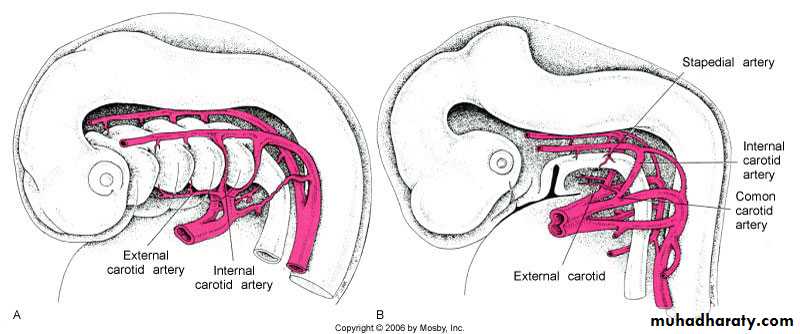 Embryology of the Head