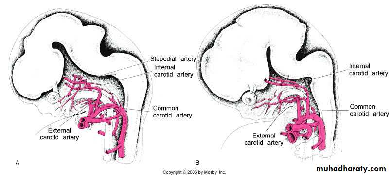 Embryology of the Head