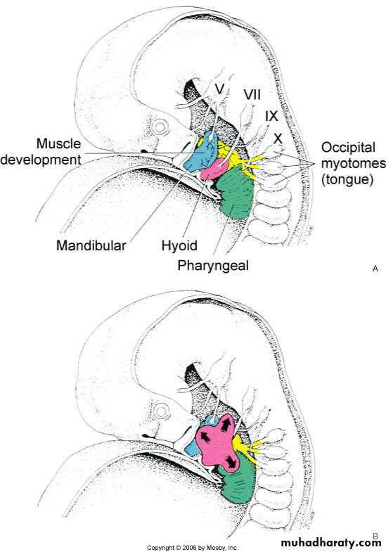 Embryology of the Head