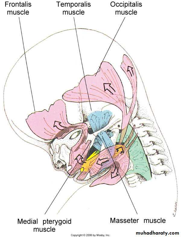 Embryology of the Head
