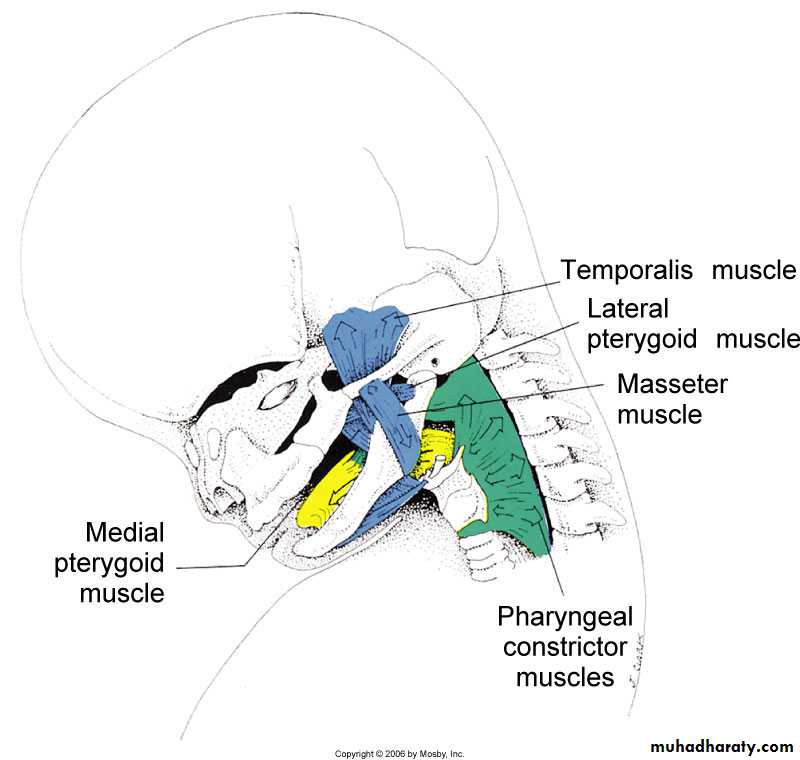 Embryology of the Head