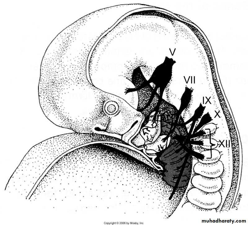Embryology of the Head