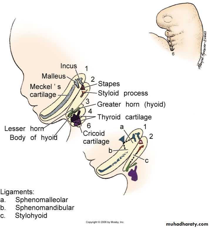 Embryology of the Head