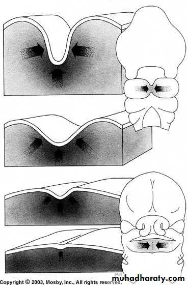 Embryology of the Head