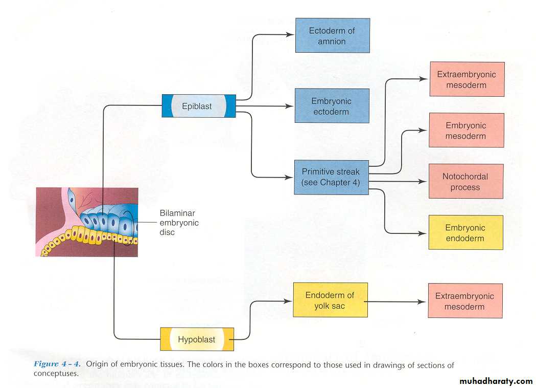 Embryology of the Head