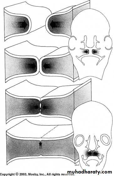 Embryology of the Head