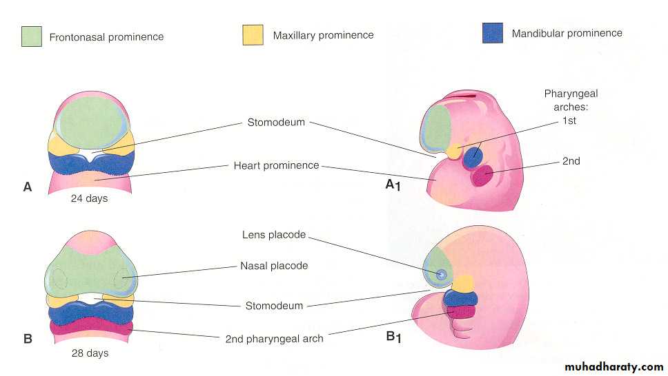 Embryology of the Head