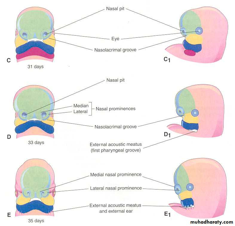 Embryology of the Head