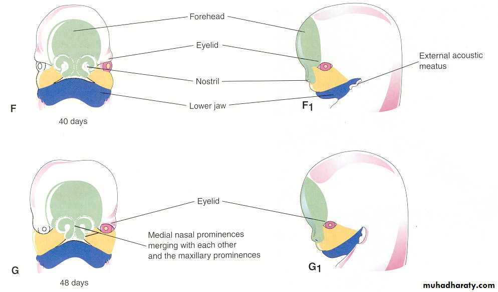 Embryology of the Head