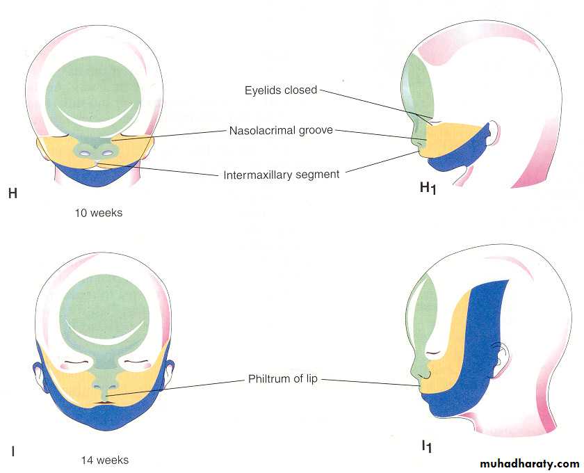 Embryology of the Head
