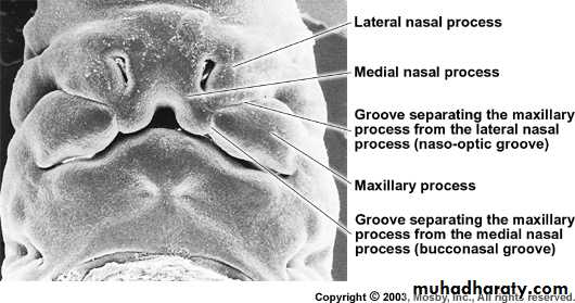 Embryology of the Head