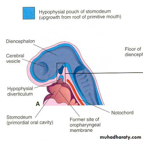 Embryology of the Head