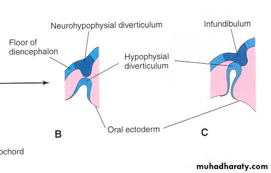 Embryology of the Head