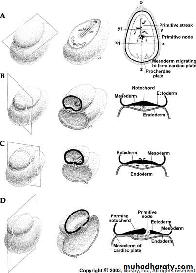 Embryology of the Head