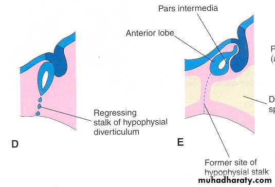 Embryology of the Head