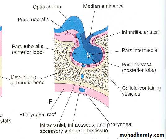 Embryology of the Head