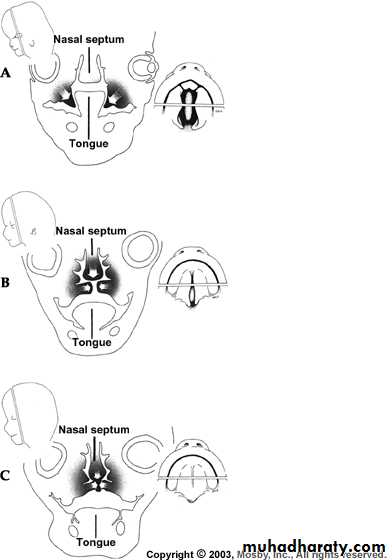 Embryology of the Head