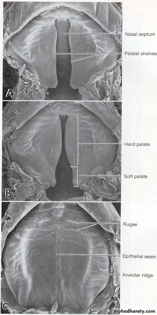 Embryology of the Head