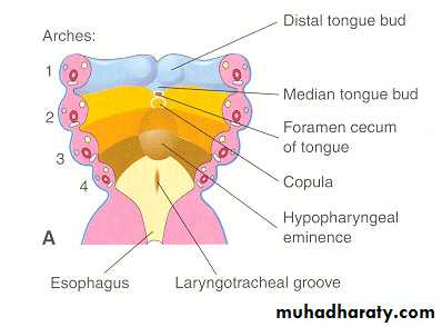 Embryology of the Head